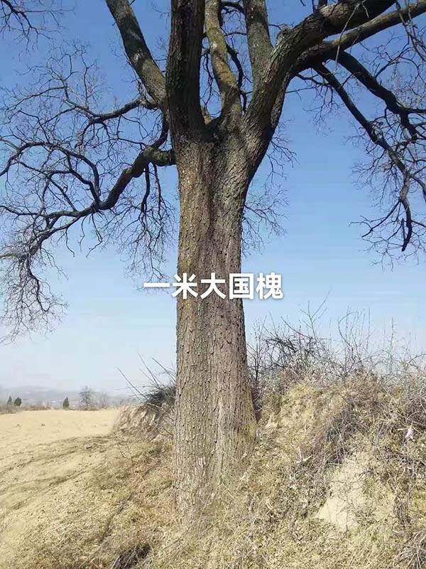 古樹