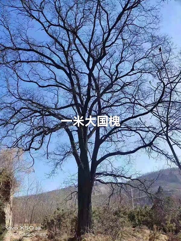 古樹