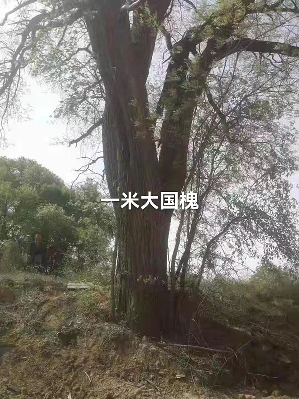 古樹