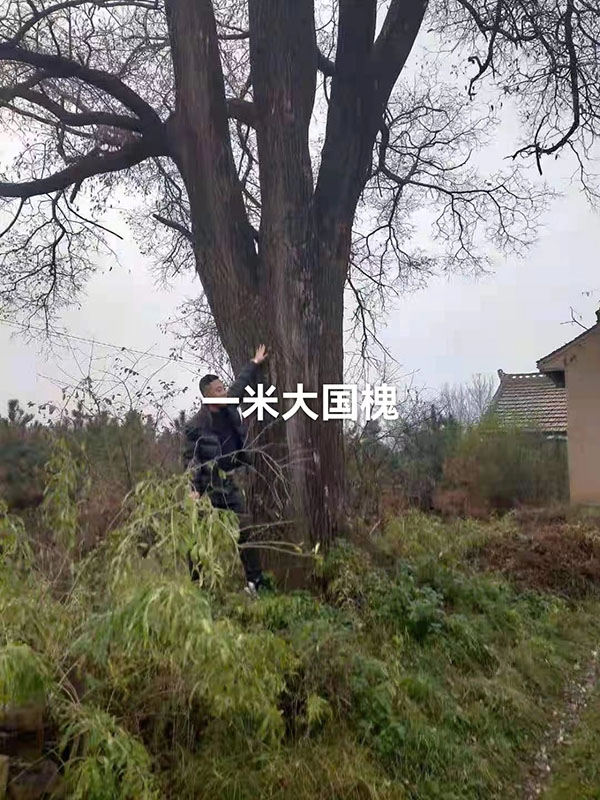 古樹