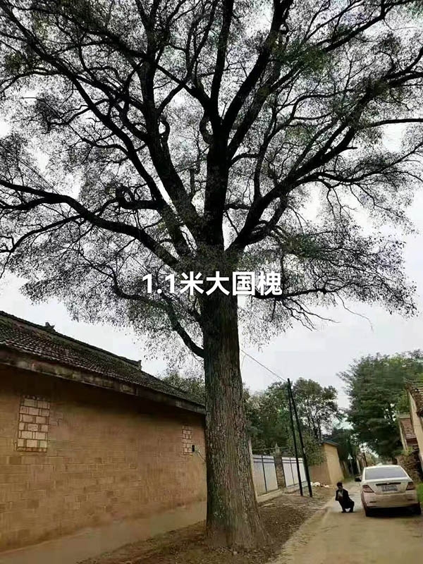 古樹