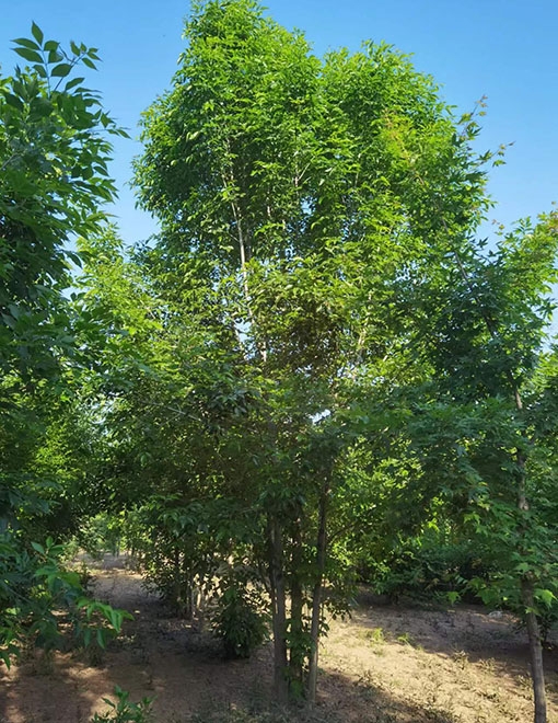 鄆城縣鑫發谷物種植專業合作社