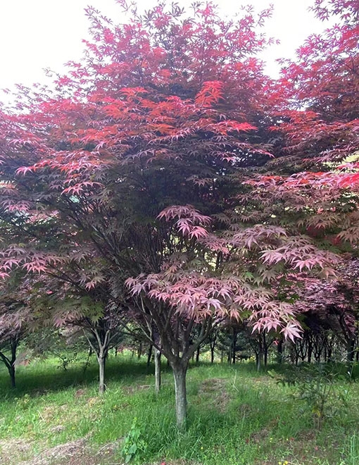 鄆城縣鑫發谷物種植專業合作社