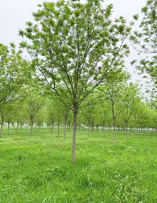 鄆城縣鑫發谷物種植專業合作社