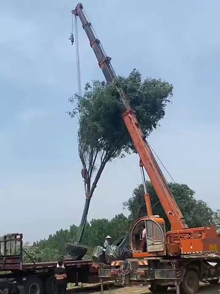 裝車現(xiàn)場(chǎng)（視頻）