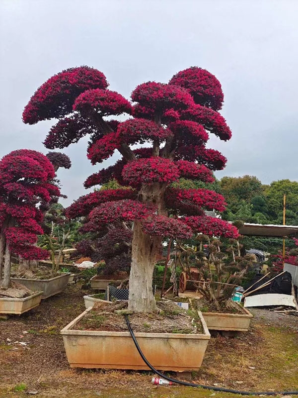 紅花繼木