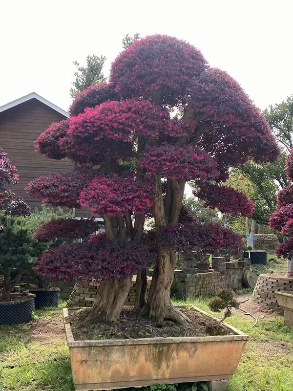 紅花繼木