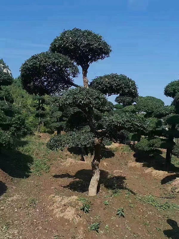 對接白蠟