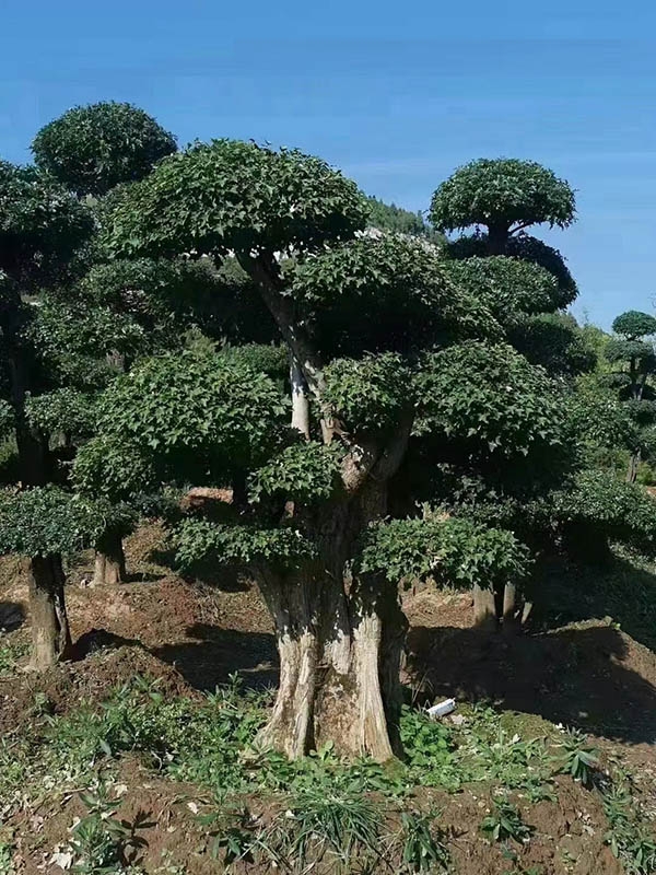 對接白蠟